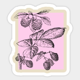 Raspberry Sticker